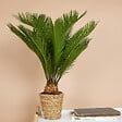 BLOOMIQUE - Cycas Revoluta - Palmier de la Paix - Sagoutier - Fougère Cycas - H. 40-50 cm - P. 15 cm - vignette