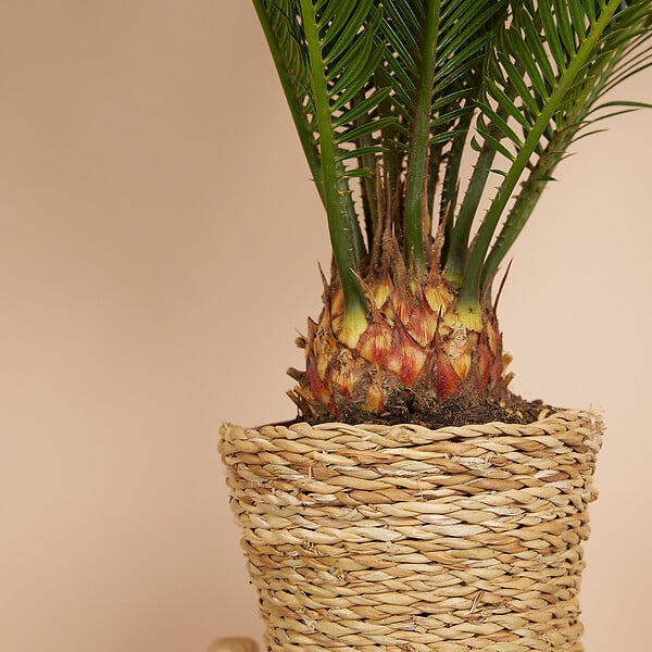 BLOOMIQUE - Cycas Revoluta - Palmier de la Paix - Sagoutier - Fougère Cycas - H. 40-50 cm - P. 15 cm - large