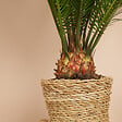 BLOOMIQUE - Cycas Revoluta - Palmier de la Paix - Sagoutier - Fougère Cycas - H. 40-50 cm - P. 15 cm - vignette