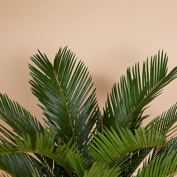 BLOOMIQUE - Cycas Revoluta - Palmier de la Paix - Sagoutier - Fougère Cycas - H. 40-50 cm - P. 15 cm - large