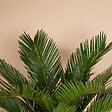 BLOOMIQUE - Cycas Revoluta - Palmier de la Paix - Sagoutier - Fougère Cycas - H. 40-50 cm - P. 15 cm - vignette