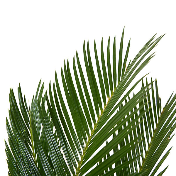 BLOOMIQUE - Cycas Revoluta - Palmier de la Paix - Sagoutier - Fougère Cycas - H. 40-50 cm - P. 15 cm - large