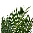 BLOOMIQUE - Cycas Revoluta - Palmier de la Paix - Sagoutier - Fougère Cycas - H. 40-50 cm - P. 15 cm - vignette