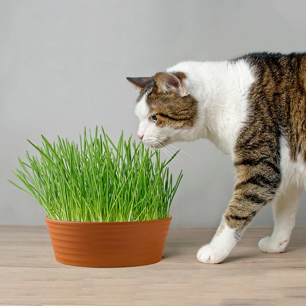 RADIS ET C - Coffret herbe à chat - large