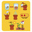RADIS ET C - Pot 8 cm avec coupelle Tournesols - Bio - vignette