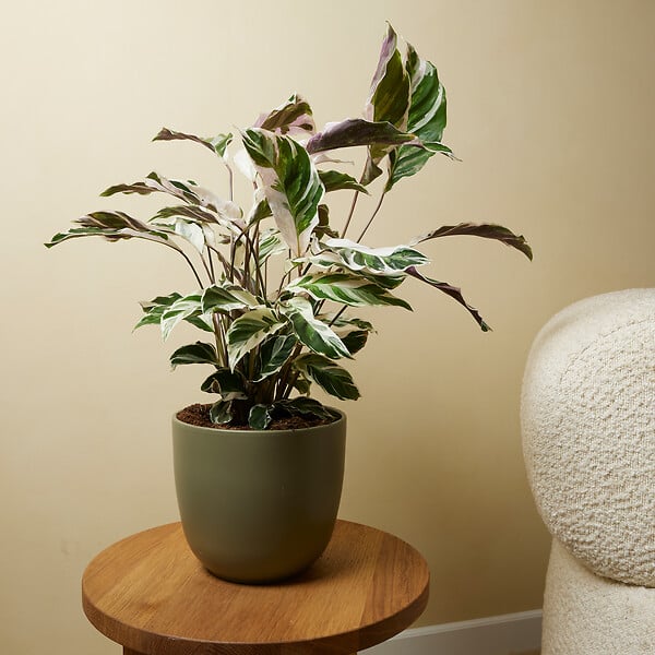 BLOOMIQUE - Lot de 2 - Calathea White Fusion - Plante paon - Plantes d'intérieur - H. 60-80 cm - P. 17 cm - large