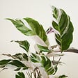 BLOOMIQUE - Lot de 2 - Calathea White Fusion - Plante paon - Plantes d'intérieur - H. 60-80 cm - P. 17 cm - vignette