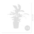 BLOOMIQUE - Lot de 2 - Calathea White Fusion - Plante paon - Plantes d'intérieur - H. 60-80 cm - P. 17 cm - vignette