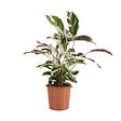 BLOOMIQUE - Calathea White Fusion - Plante paon - Plantes d'intérieur - Purifiant l'air - H. 60-80 cm - P. 17 cm - vignette