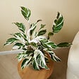 BLOOMIQUE - Calathea White Fusion - Plante paon - Plantes d'intérieur - Purifiant l'air - H. 60-80 cm - P. 17 cm - vignette