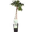 LA GREEN TOUCH - Glycine Blanche - vignette