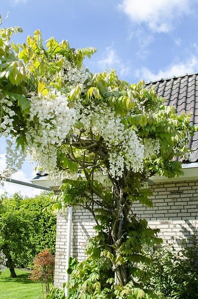 LA GREEN TOUCH - Glycine Blanche - large