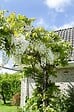 LA GREEN TOUCH - Glycine Blanche - vignette