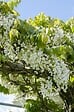 LA GREEN TOUCH - Glycine Blanche - vignette