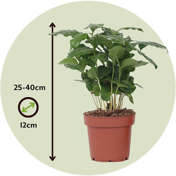 PLANT IN A BOX - Caféier - Set de 4 - Coffea arabica - Hauteur 25-40cm - ⌀12cm - large