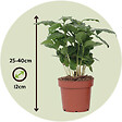 PLANT IN A BOX - Caféier - Set de 4 - Coffea arabica - Hauteur 25-40cm - ⌀12cm - vignette