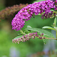 PLANT IN A BOX - Arbre à papillons - Buddleja davidii 'Candy' - Hauteur 30-40cm - ⌀19cm - vignette