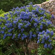 PLANT IN A BOX - Lilas de Californie - Set de 2 - Ceanothus Repens - H60-70cm - ⌀17cm - vignette