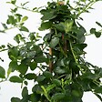 PLANT IN A BOX - Lilas de Californie - Set de 2 - Ceanothus Repens - H60-70cm - ⌀17cm - vignette