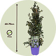 PLANT IN A BOX - Lilas de Californie - Set de 2 - Ceanothus Repens - H60-70cm - ⌀17cm - vignette