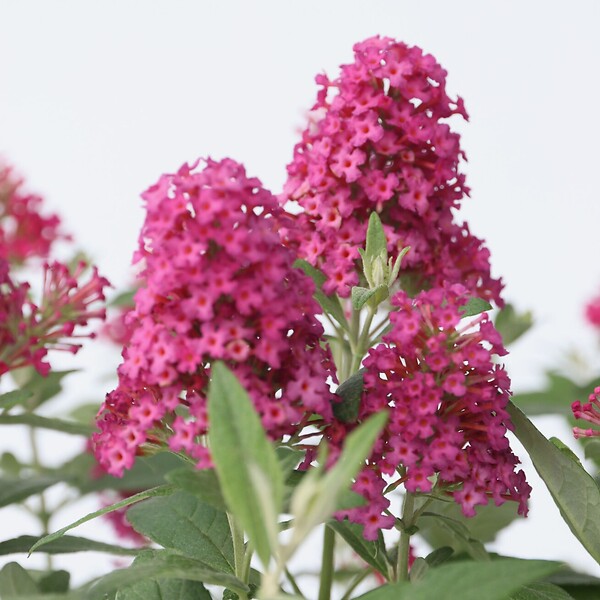 PLANT IN A BOX - Arbre à papillons - Set de 2 - Buddleja davidii 'Candy' - H30-40cm - ⌀19cm - large