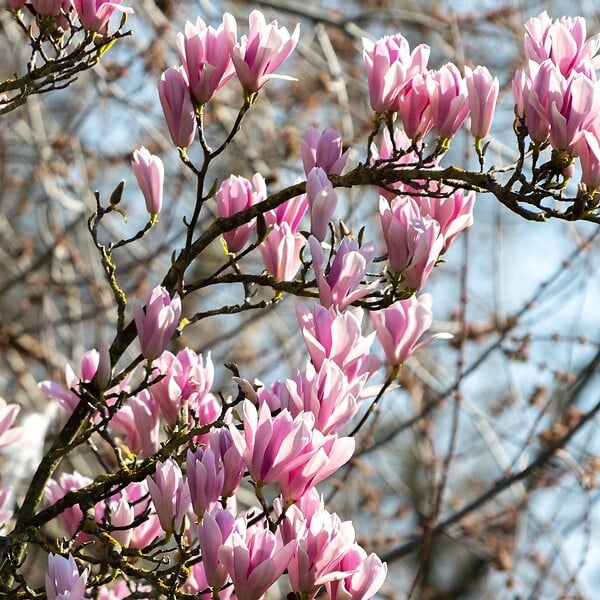 PLANT IN A BOX - Arbre à tulipes - Set de 3 - Magnolia 'Soulangea' - Hauteur 25-40cm - ⌀9cm - large