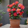 PLANT IN A BOX - Camélia - Camellia japonica 'Lady Campbell' - Hauteur 60-70cm - ⌀19cm - vignette