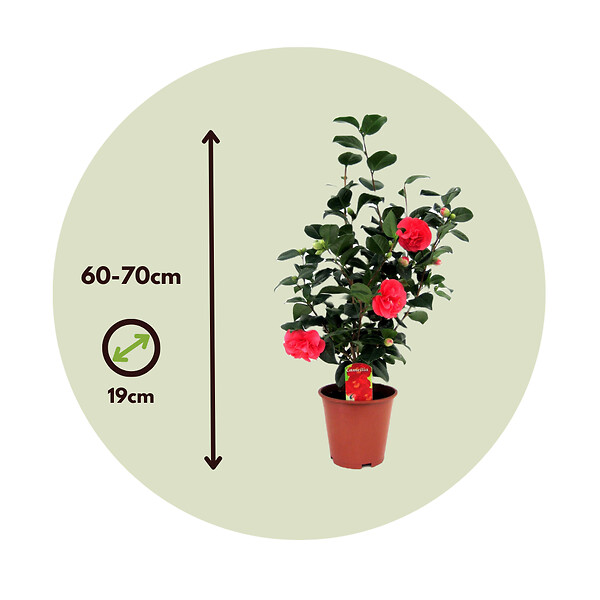 PLANT IN A BOX - Camélia - Camellia japonica 'Lady Campbell' - Hauteur 60-70cm - ⌀19cm - large