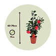 PLANT IN A BOX - Camélia - Camellia japonica 'Lady Campbell' - Hauteur 60-70cm - ⌀19cm - vignette