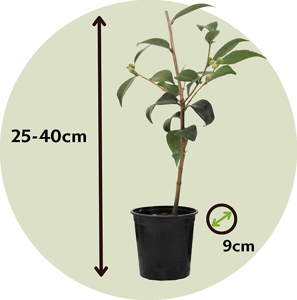 PLANT IN A BOX - Camélia - Set de 3 - Camellia japonica 'Brush Field' - Hauteur 25-40cm - ⌀9cm - large