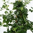 PLANT IN A BOX - Lilas de Californie - Ceanothus thyrsiflorus Repens - Hauteur 60-70cm - ⌀17cm - vignette