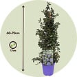 PLANT IN A BOX - Lilas de Californie - Ceanothus thyrsiflorus Repens - Hauteur 60-70cm - ⌀17cm - vignette