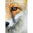 CEANOTHE - Tableau sur toile renard 65x97 cm - vignette