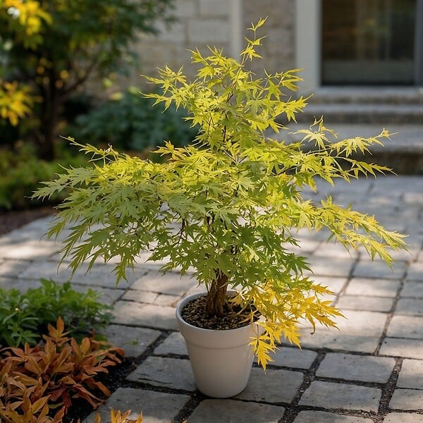PLANT IN A BOX - Érable du Japon - Acer palmatum 'Orange Lace' - Hauteur 60-70cm - ⌀19cm - large