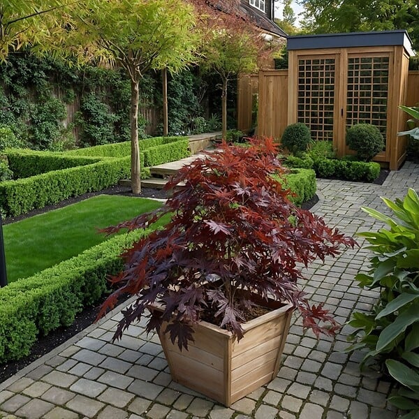 PLANT IN A BOX - Érable du Japon - Acer palmatum 'Black Lace' - Hauteur 60-70cm - ⌀19cm - large