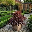 PLANT IN A BOX - Érable du Japon - Acer palmatum 'Black Lace' - Hauteur 60-70cm - ⌀19cm - vignette