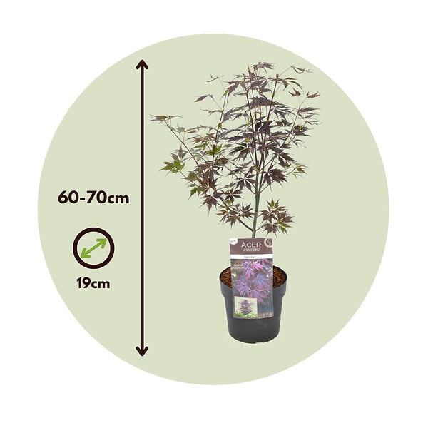 PLANT IN A BOX - Érable du Japon - Acer palmatum 'Black Lace' - Hauteur 60-70cm - ⌀19cm - large