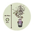 PLANT IN A BOX - Érable du Japon - Acer palmatum 'Black Lace' - Hauteur 60-70cm - ⌀19cm - vignette