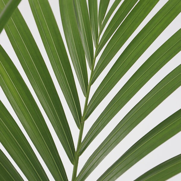 PLANT IN A BOX - Palmier Kentia - Howea forsteriana - Hauteur 90-100cm - ⌀18cm - large