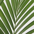 PLANT IN A BOX - Palmier Kentia - Howea forsteriana - Hauteur 90-100cm - ⌀18cm - vignette