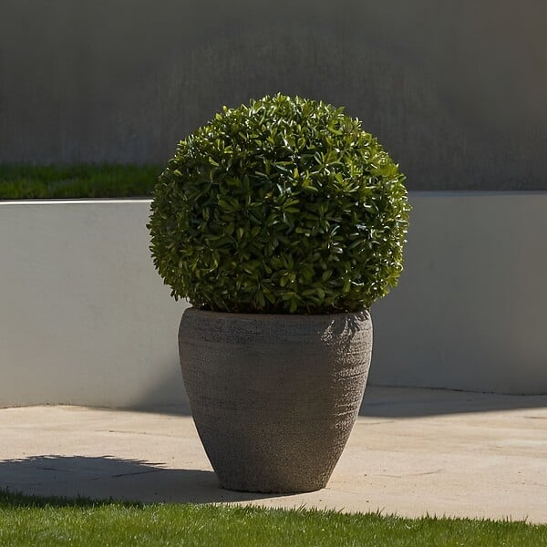 PLANT IN A BOX - Houx crenelé - Ilex crenata 'Jenny' - Hauteur 30-40cm - ⌀17cm - large