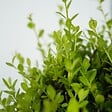 PLANT IN A BOX - Houx crenelé - Ilex crenata 'Jenny' - Hauteur 30-40cm - ⌀17cm - vignette