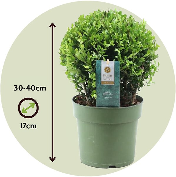PLANT IN A BOX - Houx crenelé - Ilex crenata 'Jenny' - Hauteur 30-40cm - ⌀17cm - large