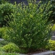 PLANT IN A BOX - Houx crenelé - Set de 12 - Ilex crenata 'Jenny' - Hauteur 10-20cm - ⌀9cm - vignette
