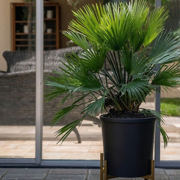 PLANT IN A BOX - Palmier nain - Set de 2 - Chamaerops 'Vulcano' - Hauteur 35-45cm - ⌀19cm - large