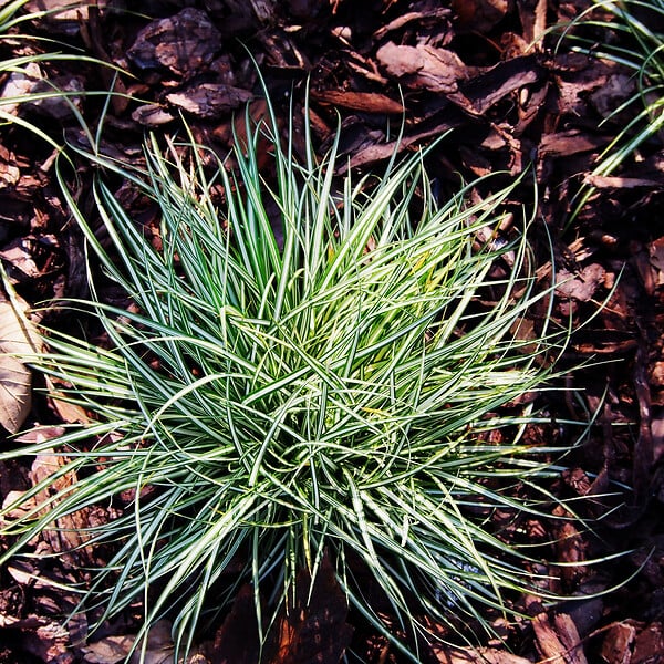PLANT IN A BOX - Laîche - Set de 6 - Carex 'Amazon Mist' - Hauteur 15-25cm - ⌀10,5cm - large