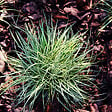 PLANT IN A BOX - Laîche - Set de 6 - Carex 'Amazon Mist' - Hauteur 15-25cm - ⌀10,5cm - vignette