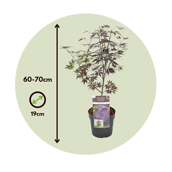 PLANT IN A BOX - Érable du Japon - Set de 2 - Acer palmatum 'Black Lace' - H60-70cm - ⌀19cm - large