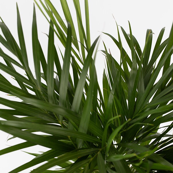PLANT IN A BOX - Palmier areca - Dypsis lutescens - Hauteur 100-120cm - ⌀21cm - large