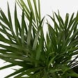 PLANT IN A BOX - Palmier areca - Dypsis lutescens - Hauteur 100-120cm - ⌀21cm - vignette